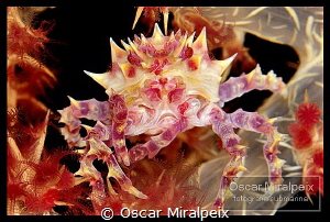softcoral crab by Oscar Miralpeix 
